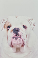 Close-up of an English bulldog on a white background