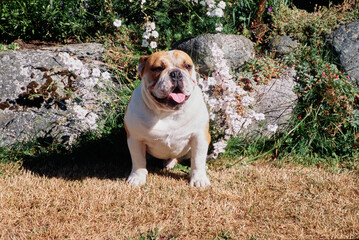 An English bulldog sitting in dry grass in front of a rock garden