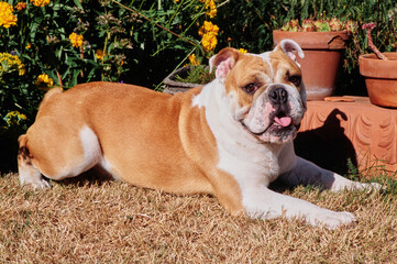 An English bulldog in front of a garden with yellow flowers