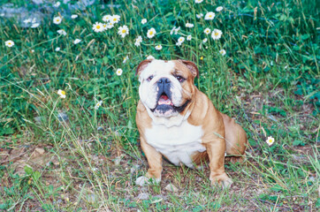An English bulldog sitting in grass in front of white flowers