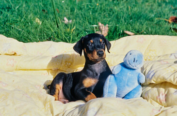 A Doberman puppy laying on a yellow blanket with a blue stuffed toy