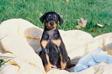 A Doberman puppy sitting on a yellow blanket with a blue stuffed toy