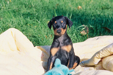 A Doberman puppy sitting on a yellow blanket with a blue stuffed toy