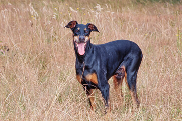 A Doberman standing in dry grass