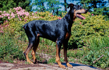 A Doberman standing in front of green plants with pink flowers