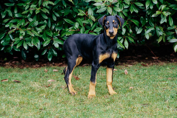 A Doberman standing in grass in front of green foliage