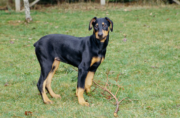 A Doberman in grass standing over a stick