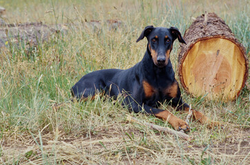 A Doberman laying beside a log in a field of tall grass