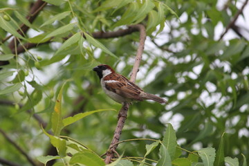 House Sparrow on green tree branch