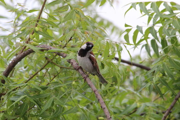 House Sparrow on green tree branch