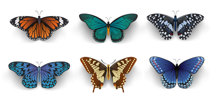 collection of butterflies on white background. © OGGYA