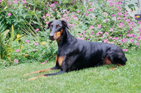 A Doberman Laying On A Grass Lawn In Front Of Purple Flowers