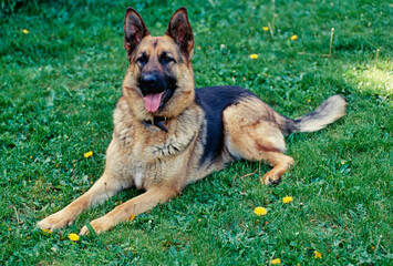 A German Shepherd in grass