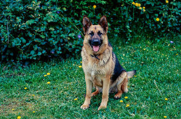 A German Shepherd in grass
