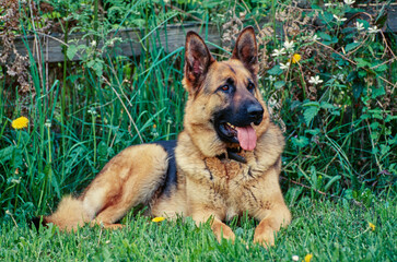A German Shepherd in grass