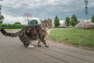 Obraz premium A beautiful gray stray cat with an eyesore.