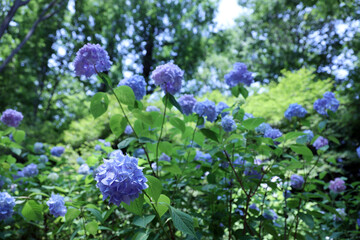 エゾアジサイ（テマリエゾアジサイ）4