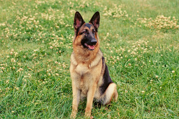 A German Shepherd in grass