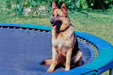 A German shepherd on a trampoline