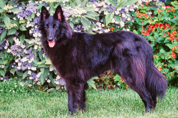 Fototapeta premium Belgian shepherd on grass