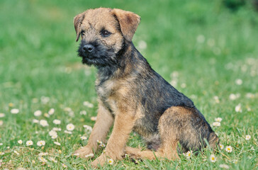 A border terrier puppy on grass