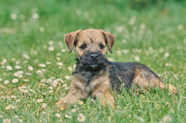 A border terrier puppy on grass