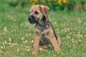A border terrier puppy on grass - obrazy, fototapety, plakaty