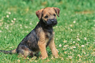 A border terrier puppy on grass