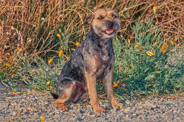 A border terrier on gravel