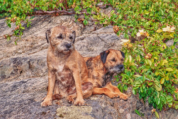 Border terriers on a rock