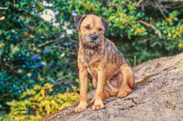 A border terrier on a rock
