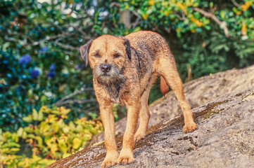A border terrier on a rock