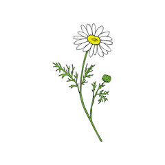 Chamomile wild field flower isolated on white background botanical hand drawn daisy sketch vector doodle illustration for design package tea, organic cosmetic, natural medicine, greeting card