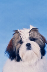 Close up of a Shih Tzu on blue background