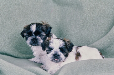 Shih Tzu puppies on a blanket