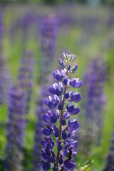 Obraz premium Purple lupine field on a sunny day