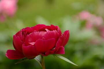 Large red peony on a blurred background of pink peonies