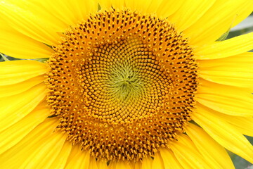 ひまわりの花のアップ