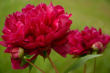 Three red peonies close-up on a blurred green background