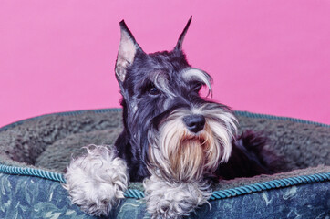 A schnauzer in a dog bed