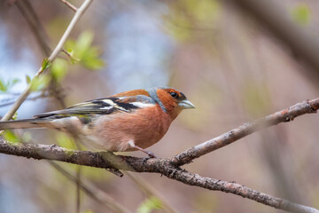 Common chaffinch, Fringilla coelebs, sits on a tree. Common chaffinch in wildlife.