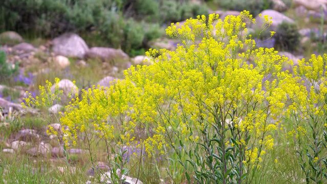 Wild mustard plant blowing in the breeze in the mountains in Utah moving in slow motion.