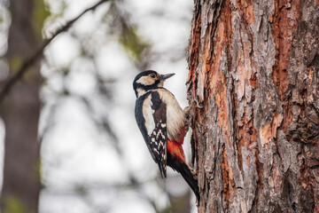 Little woodpecker sits on a tree trunk. The great spotted woodpecker, Dendrocopos major