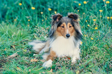 Sheltie in grass