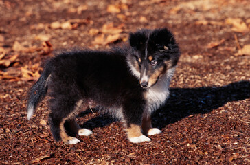 Sheltie puppy on mulch