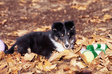Sheltie puppy in leaves