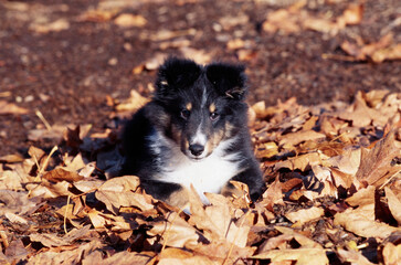 Sheltie puppy in leaves