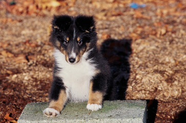 A sheltie puppy on a cinder block