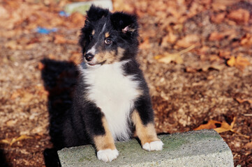 A sheltie puppy on a cinder block