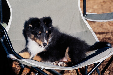 Healthy puppy in a chair